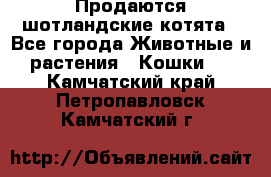 Продаются шотландские котята - Все города Животные и растения » Кошки   . Камчатский край,Петропавловск-Камчатский г.